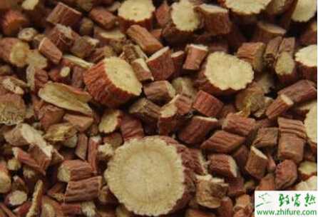 種甘草三要點(diǎn)