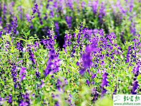 種黃芩的實用技術