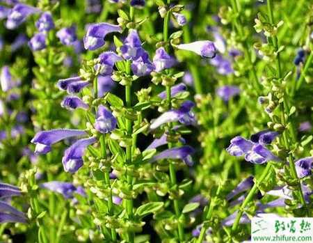 小麥-黃芩連作人工栽培