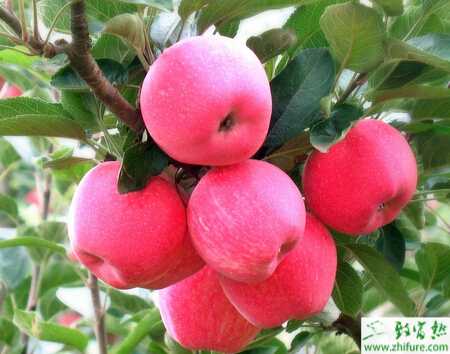 種蘋果之蘋果園秋季施肥技術