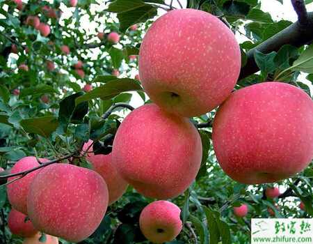種蘋果之蘋果樹秋季管理