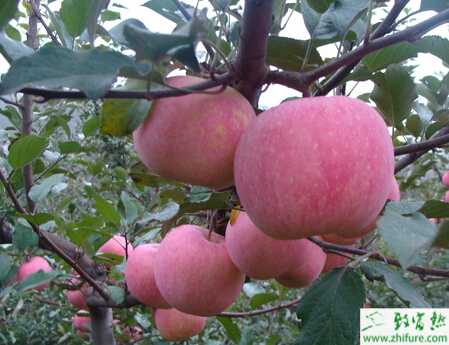 種蘋果之蘋果園土肥水的管理