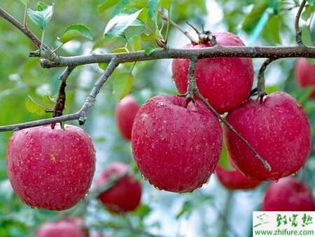 種蘋果秋季修剪技術要點