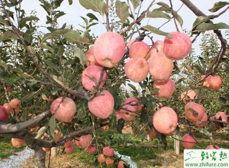 種蘋果之無公害蘋果的管理