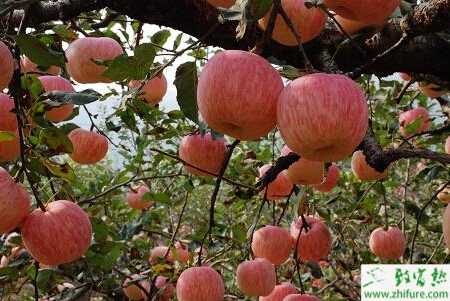 蘋果園高溫高濕季節的管理經驗