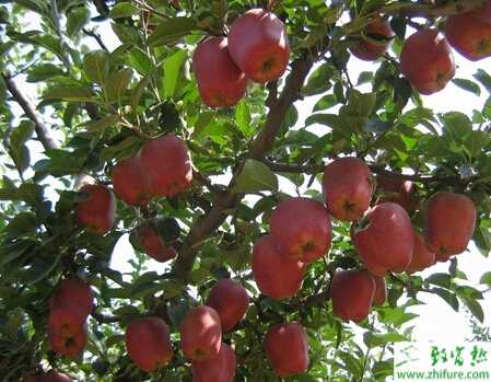 種蘋果之盛夏蘋果樹管理