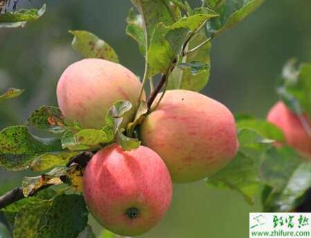 如何提高蘋果果面光潔度