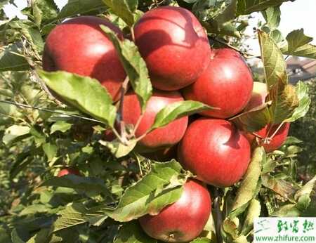 種蘋果裂果病的防治