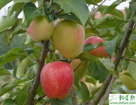 種蘋果銀葉病的防治