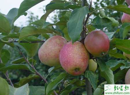 種蘋果之蘋果樹爛根的防治