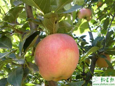 種蘋果之蘋果園春季管理技術要點