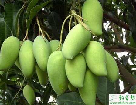 種芒果之年芒果栽培技術要領