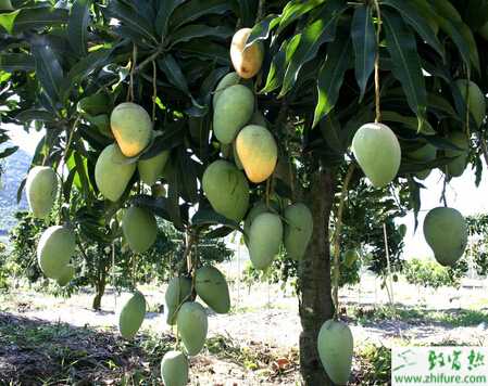 種芒果需謹防煤煙病