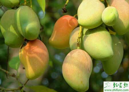 種芒果脊胸天牛的防治