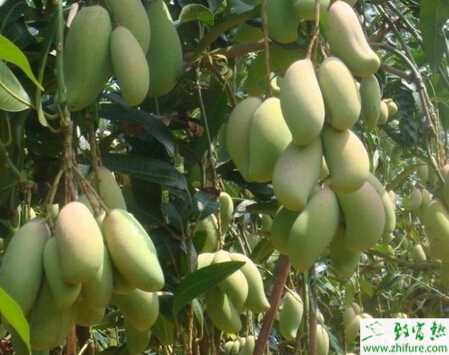 種芒果定植前的管理