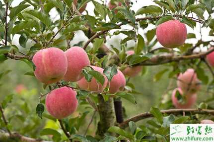 種蘋果小葉病的防治