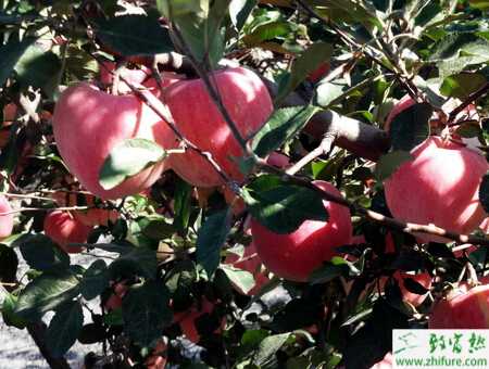 怎樣提高蘋果園肥料利用率