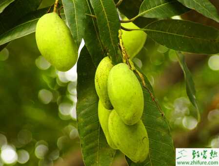 種芒果高接換種方法