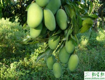 種芒果的病蟲害柑橘小實蠅的防治