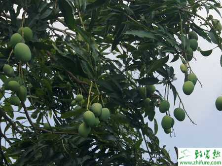 種芒果的病蟲害吸果葉蛾類的防治