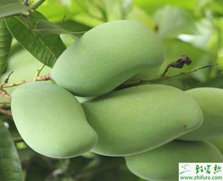 種芒果的病蟲害果橫線尾葉蛾的防治