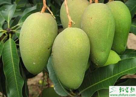 種芒果的蟲害葉癭蚊的防治