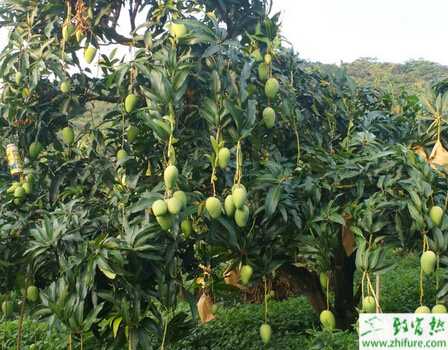 種芒果克服芒果大小年的措施