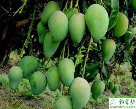 種芒果扁喙葉蟬病的防治