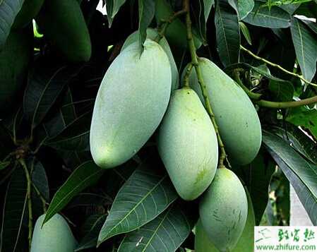 種芒果瘡痂病的防治