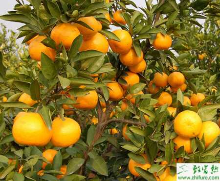 種柑桔之冬季柑桔園管理要點(diǎn)