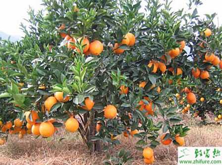 種柑桔幼樹豐產樹形的管理