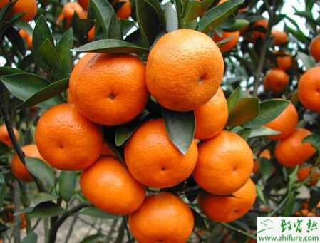 種柑桔節水灌溉技術