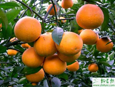 種柑桔之夏季柑桔病蟲的防治