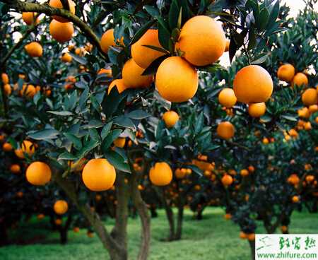 種柑桔之柑桔樹受凍后的護理