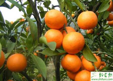 種柑桔之夏季柑桔園的管理