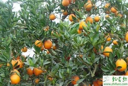 種柑桔春季生產(chǎn)管理