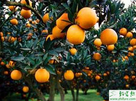 種柑桔高產需加強秋管