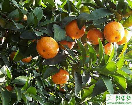 種柑桔秋季病蟲害防治要點