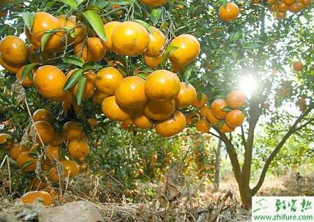種柑桔11月的管理經驗