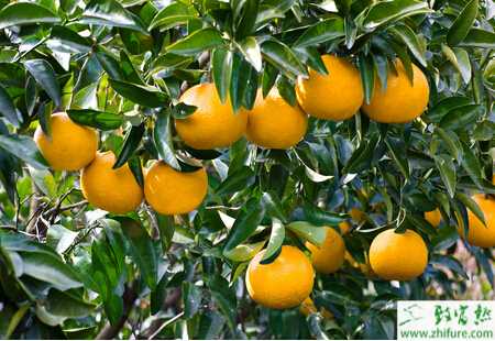 種柑桔“饑餓”致病怎樣防治