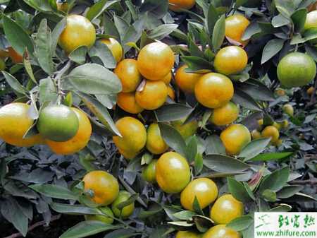 種柑桔夏季管理技術