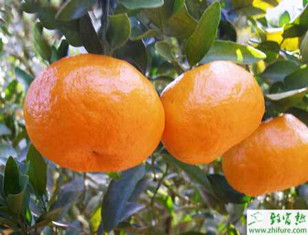 種桔需防止矢尖蚧危害幼果