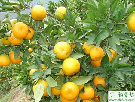 種柑桔如何合理使用沼肥