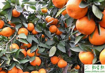 種柑桔如何防治柑桔裂果