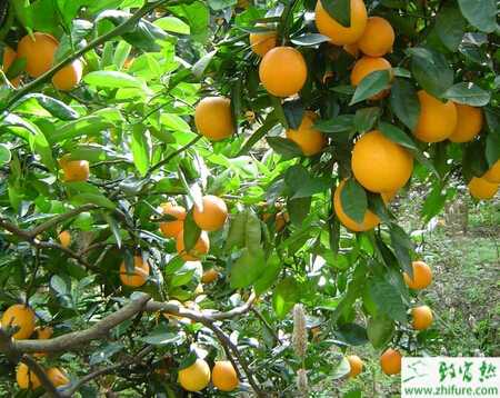 種柑桔果實蠅的防治