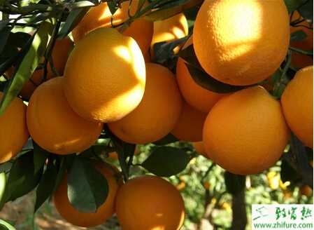 種柑桔受澇后管理