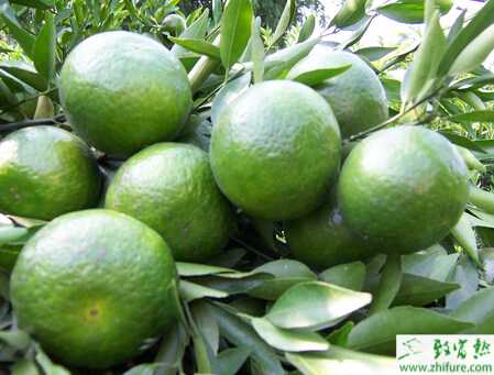 種柑桔防止裂果的經驗