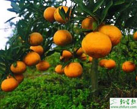 種柑桔炭疽病的綜合防治