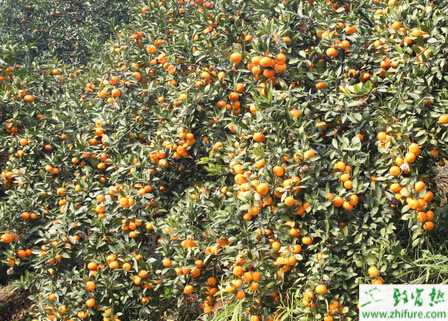 種柑桔冬季管理五要點