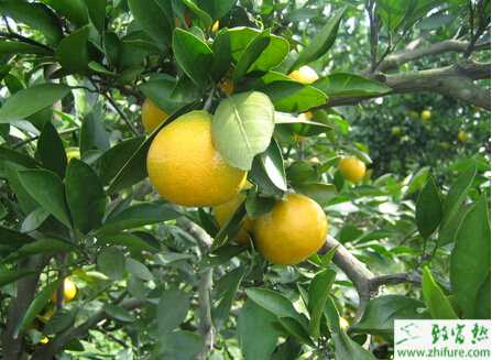 種柑桔應(yīng)及時促進(jìn)柑桔的花芽的分化